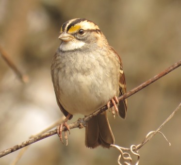 White-crowned Sparrow H Park 11_17_2019